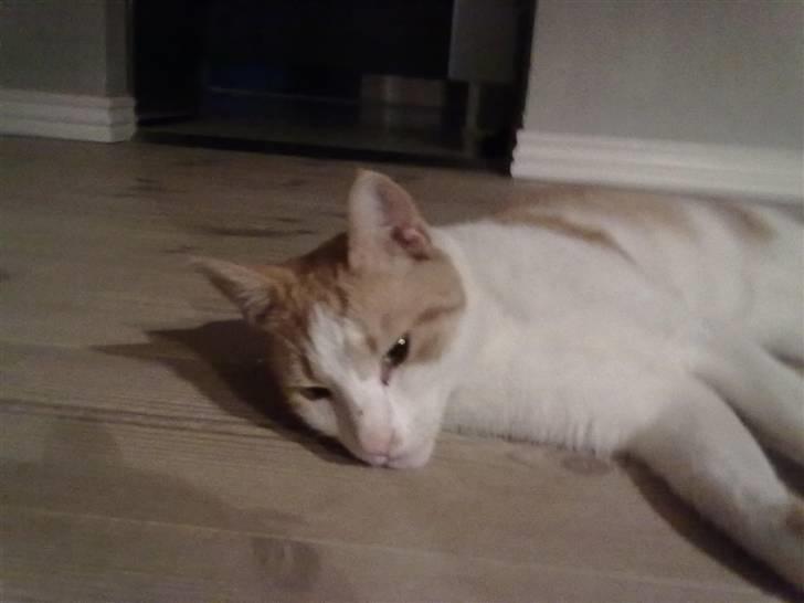 Huskat Asterix<3 billede 3