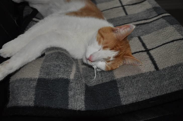 Huskat Asterix<3 - Godnat.!  billede 4