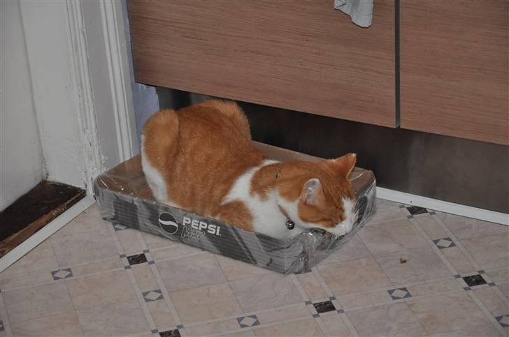 Huskat Asterix<3 - Hmmm. Kan den her mon spises? billede 5