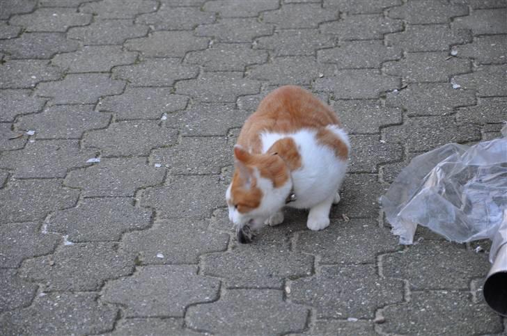 Huskat Asterix<3 - Mmmmm. En god mus billede 6