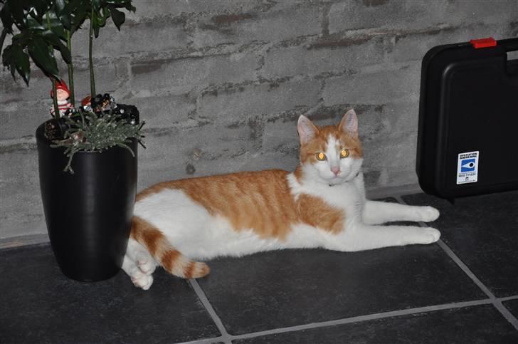 Huskat Asterix<3 billede 7