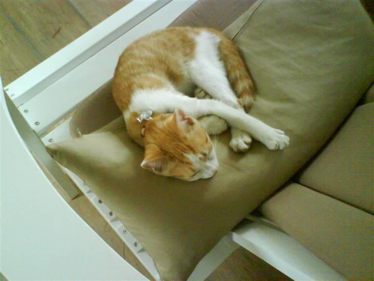 Huskat Asterix<3 - Mig som lille :D billede 8