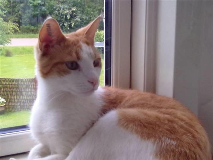 Huskat Asterix<3 billede 9