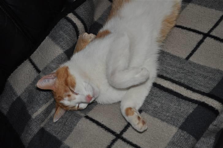 Huskat Asterix<3 - Gider du lige og nusse mig? billede 10