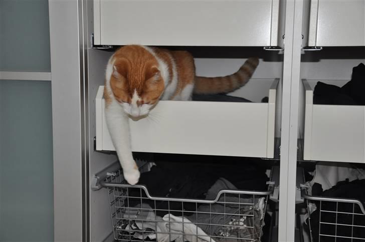 Huskat Asterix<3 - Jeg leger<3 billede 11