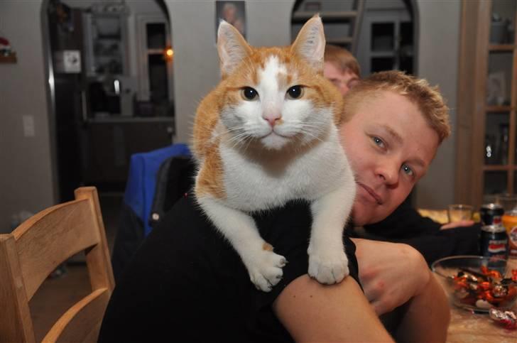 Huskat Asterix<3 - :D billede 12