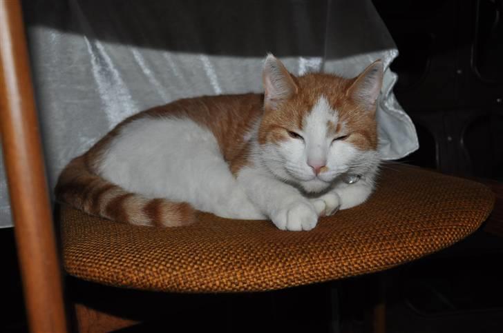 Huskat Asterix<3 - jeg sover så godt... !! Så lad mig være billede 13