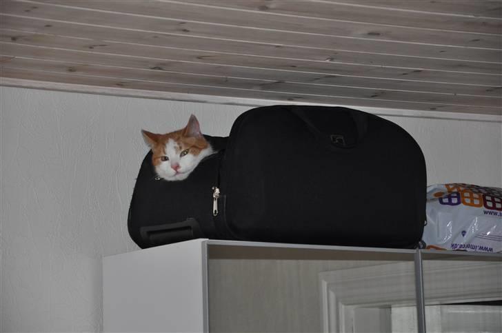 Huskat Asterix<3 - Lad mig nu være jeg sover! billede 14