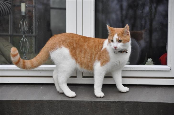 Huskat Asterix<3 - sikke et godt vejr:D billede 15