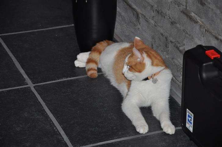 Huskat Asterix<3 billede 16