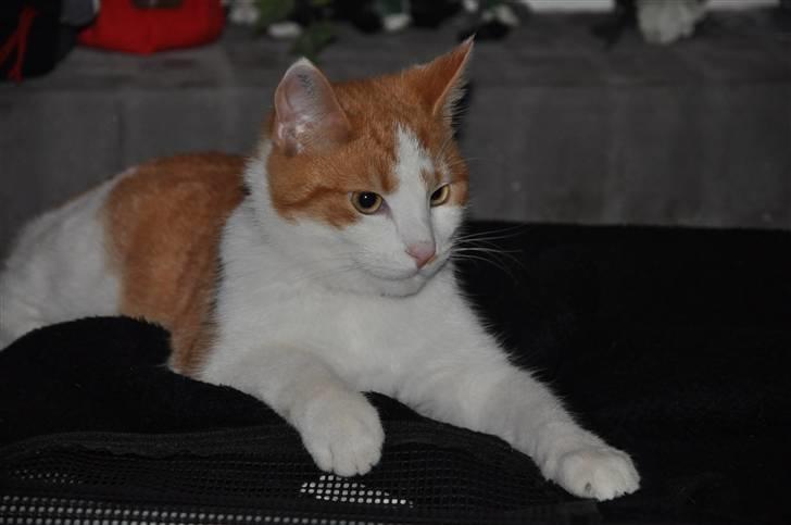 Huskat Asterix<3 billede 17