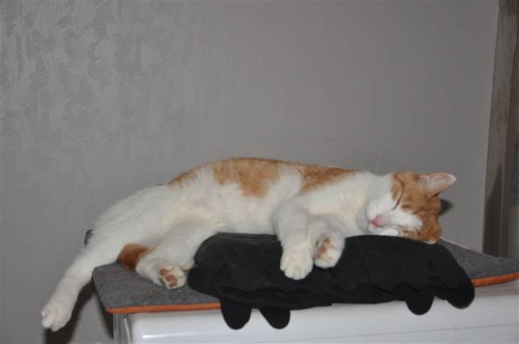 Huskat Asterix<3 - Tager lige en slapper ( D 1-10 2010) billede 18