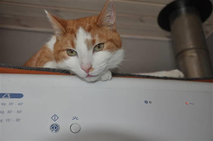 Huskat Asterix<3 - Er det nu dig igen? billede 19