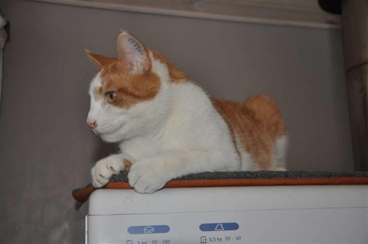 Huskat Asterix<3 - Tror du selv på at jeg kommer ned? billede 20