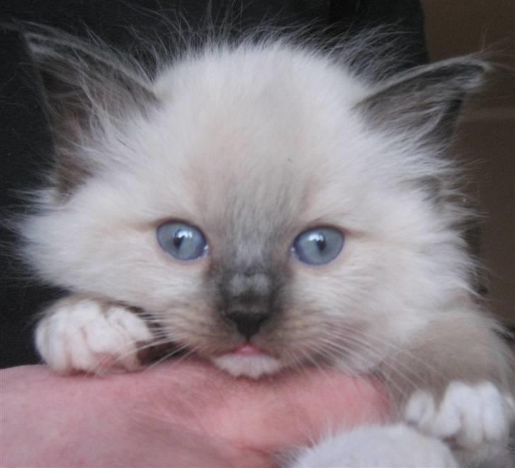 Ragdoll Snow Bear / Kenai billede 2