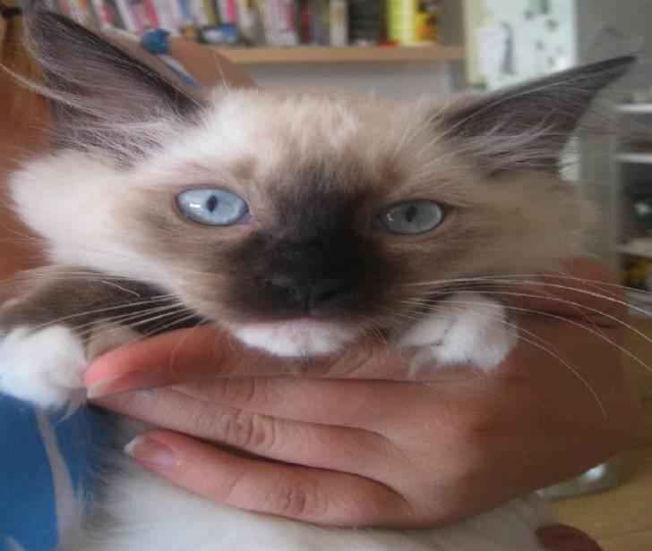 Ragdoll Snow Bear / Kenai billede 3