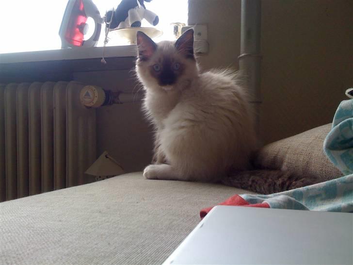 Ragdoll Snow Bear / Kenai billede 4