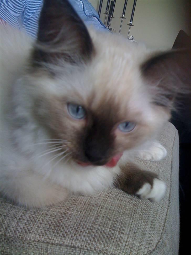 Ragdoll Snow Bear / Kenai billede 5