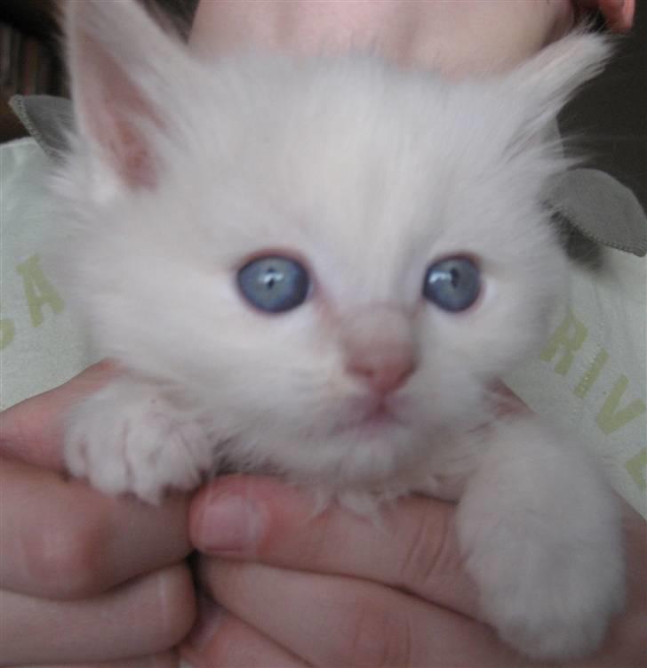 Ragdoll Ice Age / Chivas billede 2