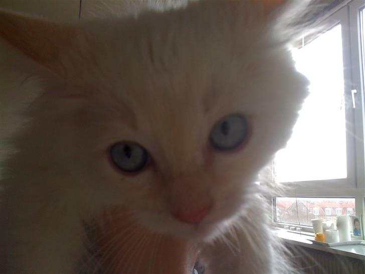 Ragdoll Ice Age / Chivas billede 3