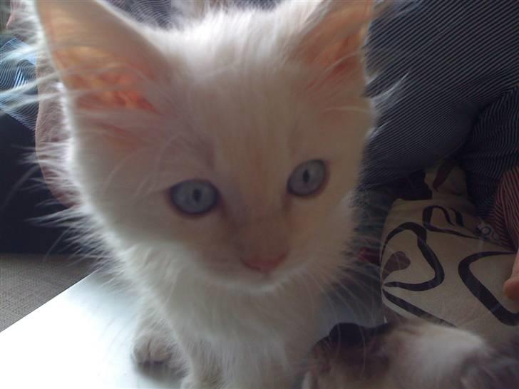 Ragdoll Ice Age / Chivas billede 4