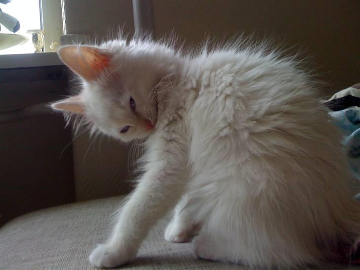 Ragdoll Ice Age / Chivas billede 5