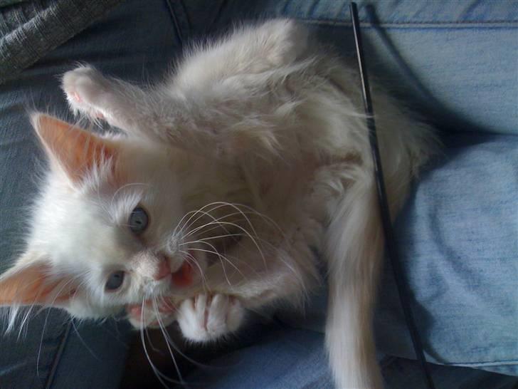 Ragdoll Ice Age / Chivas billede 6