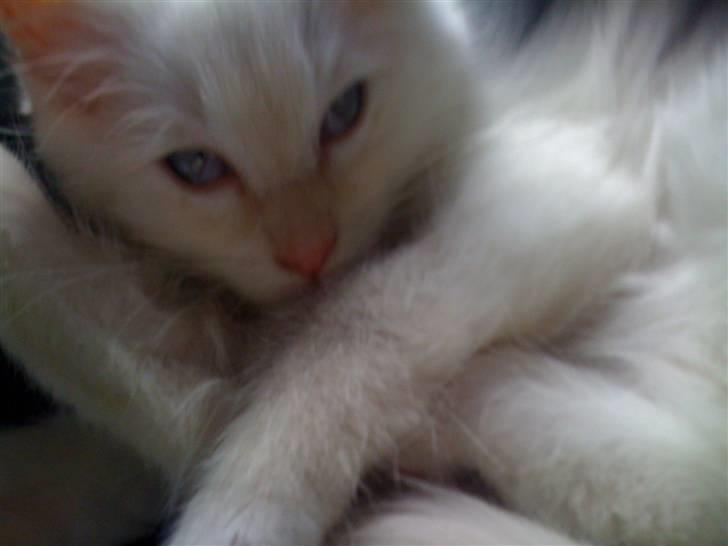 Ragdoll Ice Age / Chivas billede 7