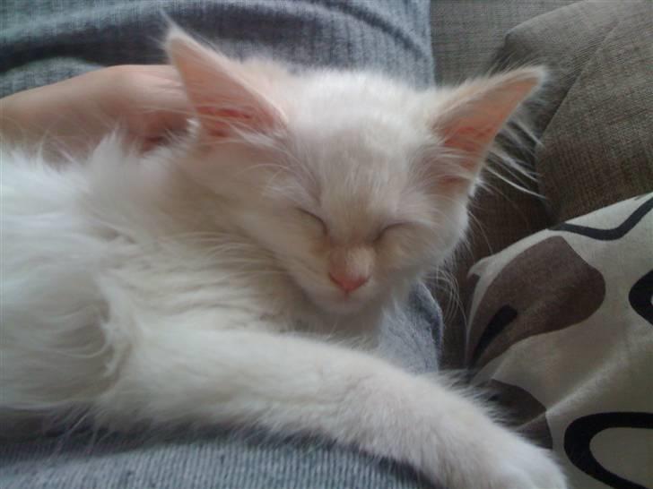 Ragdoll Ice Age / Chivas billede 8