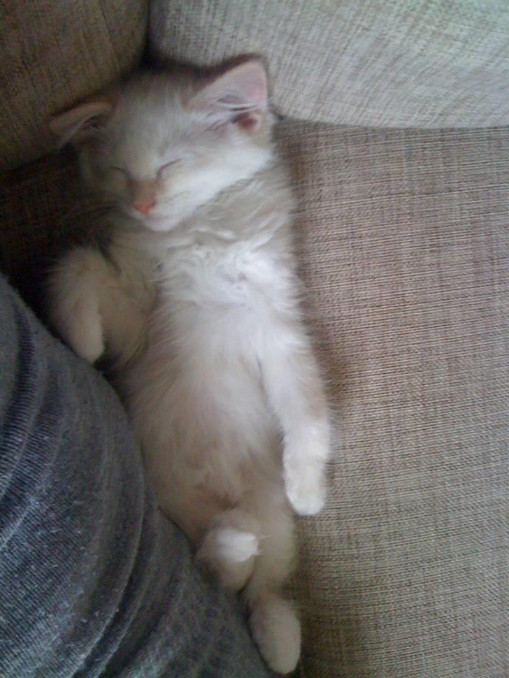 Ragdoll Ice Age / Chivas billede 9