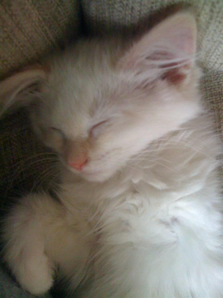 Ragdoll Ice Age / Chivas billede 10