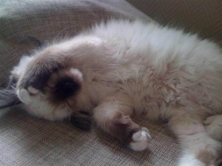 Ragdoll Snow Bear / Kenai billede 6