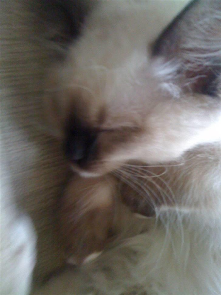 Ragdoll Snow Bear / Kenai billede 7