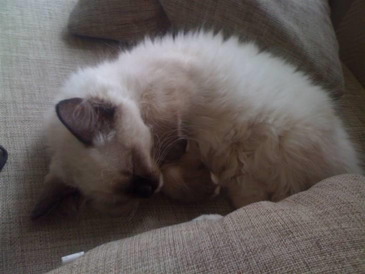 Ragdoll Snow Bear / Kenai billede 8