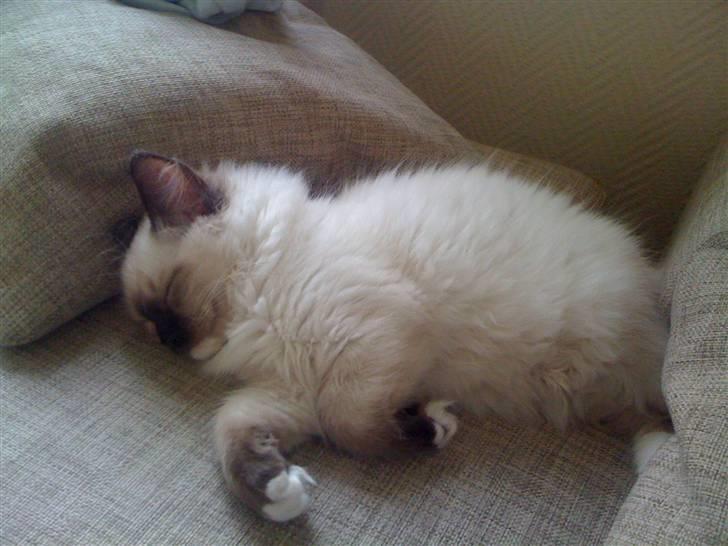 Ragdoll Snow Bear / Kenai billede 9