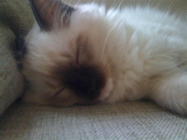 Ragdoll Snow Bear / Kenai billede 10