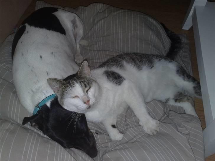 Huskat Sofus R.I.P - Sofus og hans "puttehund" billede 1