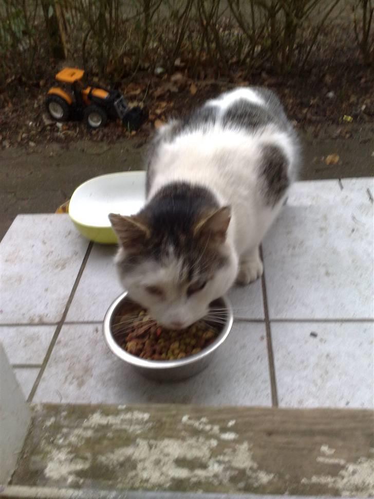 Huskat Sofus R.I.P - Sofus da han stadig var "vildkat" billede 2