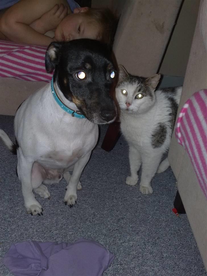 Huskat Sofus R.I.P - Første aften inde i huset, Nico blev hurtigt hans bedste ven..  billede 3