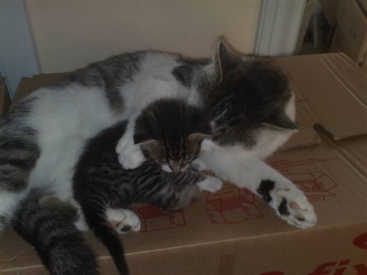 Huskat Sofus R.I.P - Sofus er blevet far. billede 4