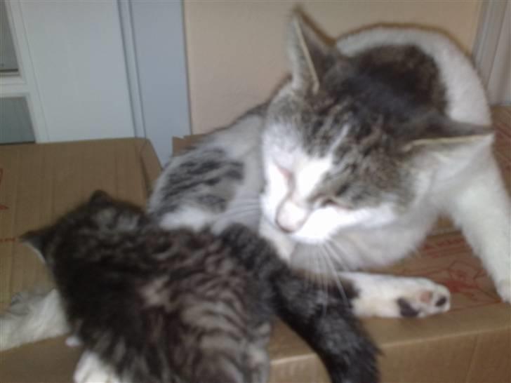 Huskat Sofus R.I.P - Sofus var en god far, og tog vældigt del i opdragelsen... :-) billede 5