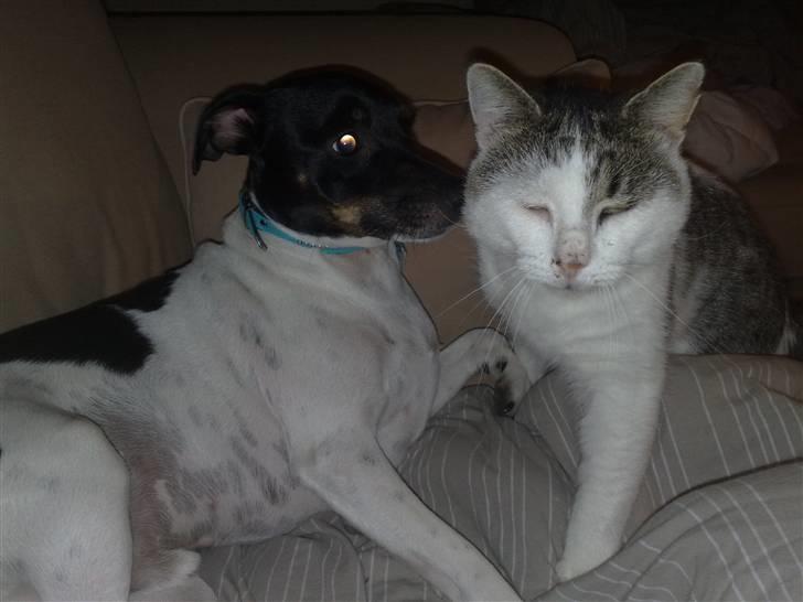 Huskat Sofus R.I.P - Bedste venner..  billede 6