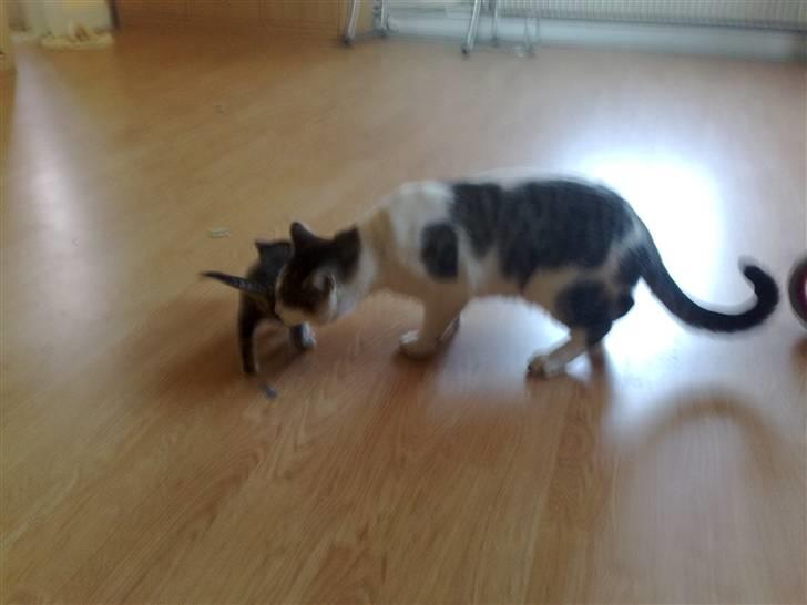 Huskat Sofus R.I.P - Far Sofus ...  billede 7