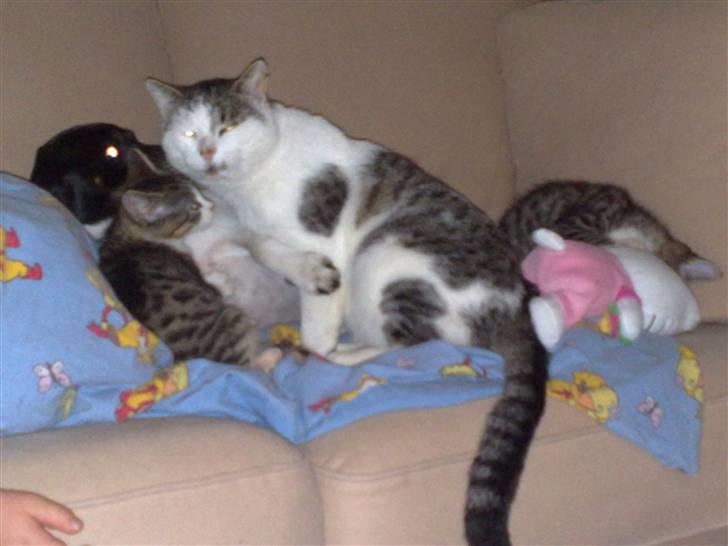 Huskat Sofus R.I.P - Var der nogle der sagde putte kat ??  billede 8