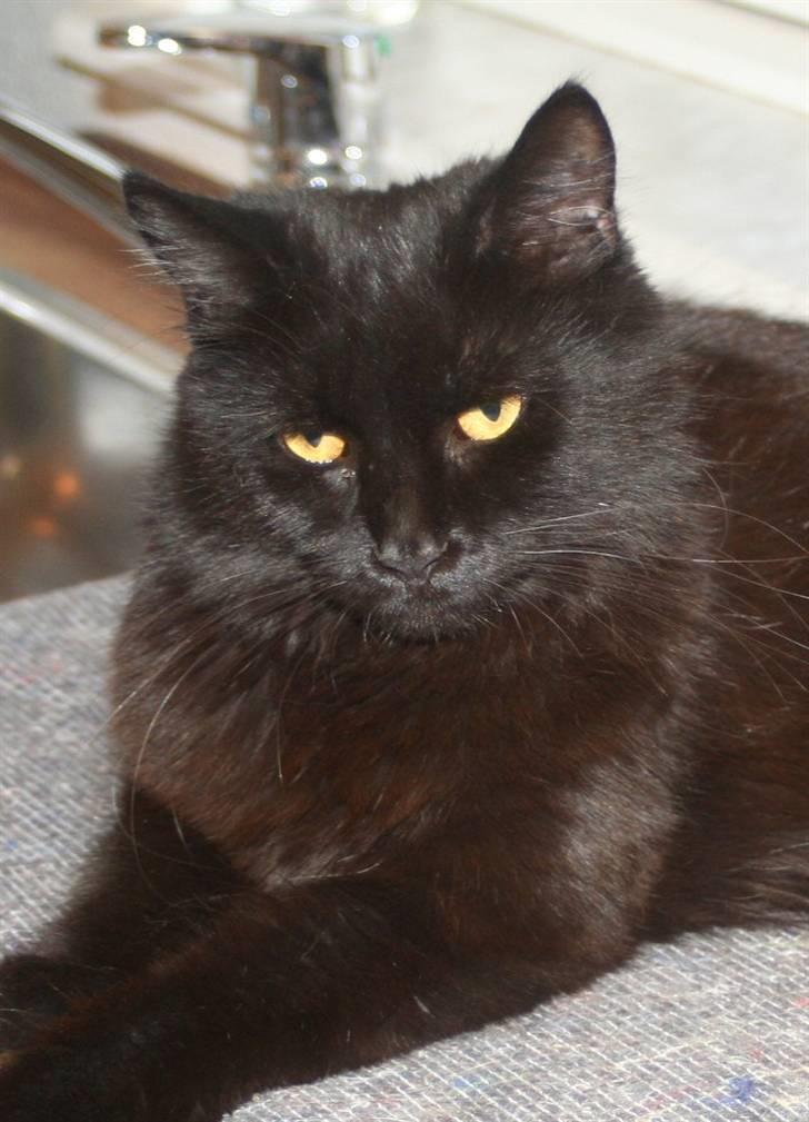 Maine Coon Maggie *Flyttet* - Hej jeg hedder Maggie. Velkommen til min profil :-) billede 3