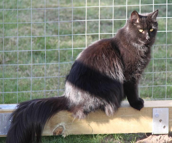 Maine Coon Maggie *Flyttet* - Er lige ankommet til mit nye hjem. billede 4