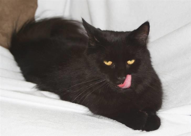 Maine Coon Maggie *Flyttet* - Alt skal undersøges :-) billede 5