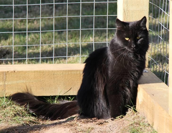 Maine Coon Maggie *Flyttet* - Nu er jeg altså ved, at være træt, mor :-) billede 6