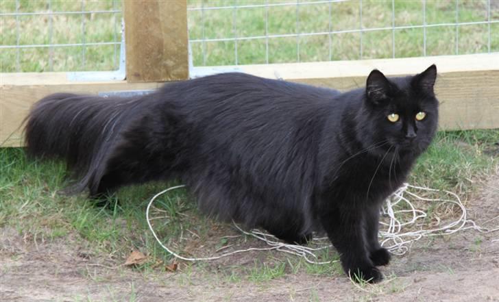 Maine Coon Maggie *Flyttet* billede 2