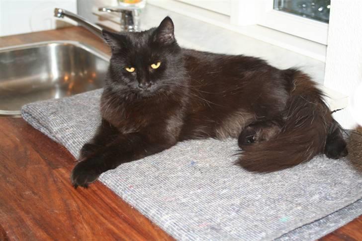 Maine Coon Maggie *Flyttet* - Min mor synes jeg er så flot :-) billede 7